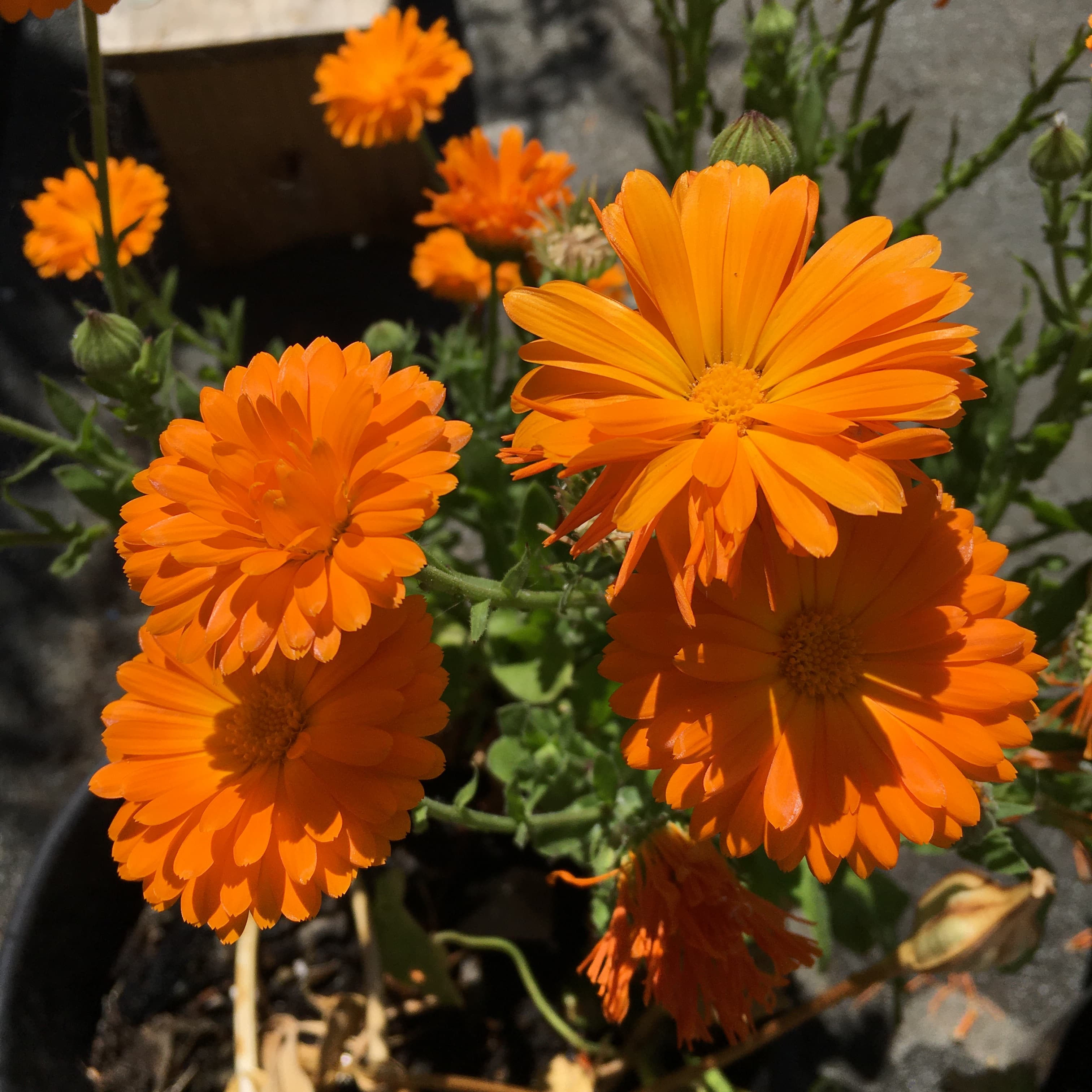 Torriano Mondays art therapy group Torriano Mondays art therapy group